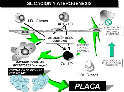 Figura 11