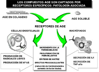 Figura 5