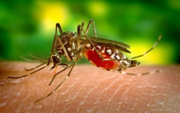 Recomendaciones del MSP ante el aumento de casos de Fiebre Amarilla en Brasil