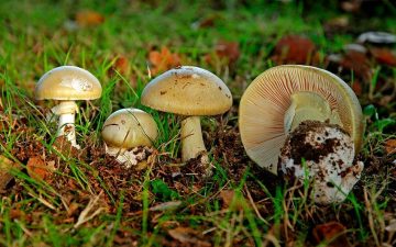 Alerta ante consumo de hongo potencialmente mortal